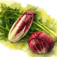 Цикория