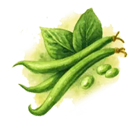 Фасул и бобови