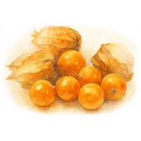 Физалис