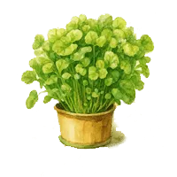 Крес (Кресон)