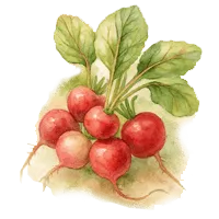 Репички