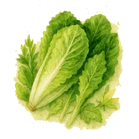 Салати (Марули)