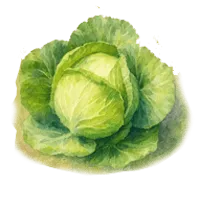 Зеле