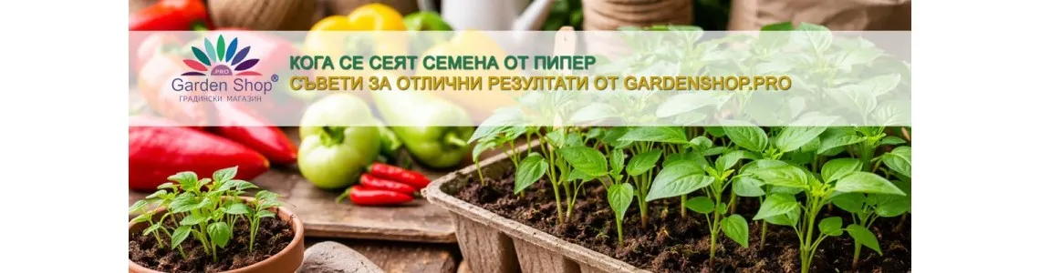 Кога се сеят семена на пипер