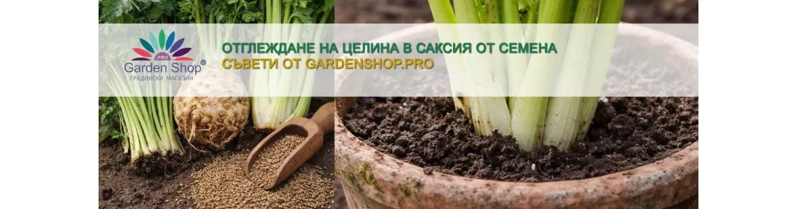 Отглеждане на целина в саксия от семена