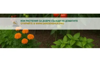 Кои растения са добри съседи на доматите?