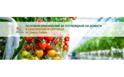 Основни изисквания за отглеждане на домати в оранжерия