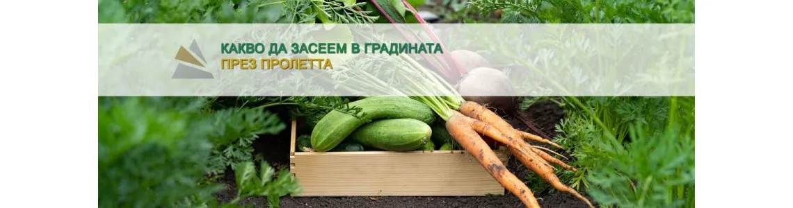 Какво да засеем в градината през пролетта?