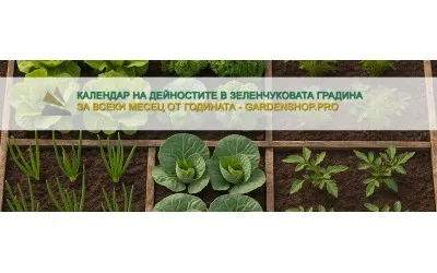 Календар на дейностите в зеленчуковата градина за всеки месец от годината