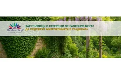 Как пълзящи и катерещи растения могат да подобрят микроклимата в градината?