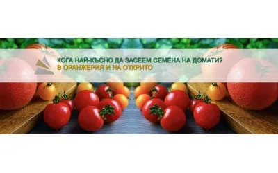 Кога най-късно мога да засея семена на домати в България