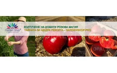 Колтучене на домати Розова Магия – тайната за щедра реколта и перфектен вкус