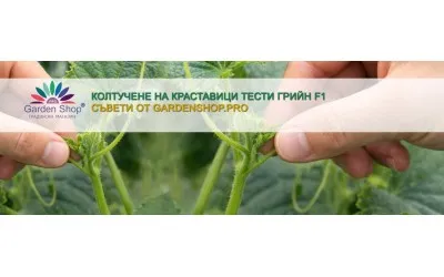 Колтучене на краставици Тести Грийн F1