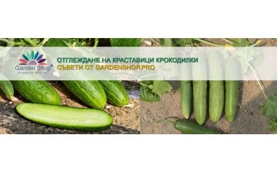 Отглеждане на краставици Крокодилки