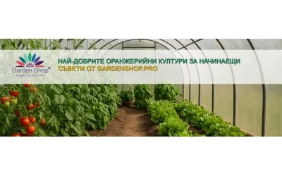 Най-добрите оранжерийни култури за начинаещи
