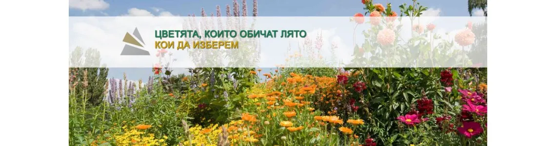 Цветята, които обичат лятото – кои да изберем?