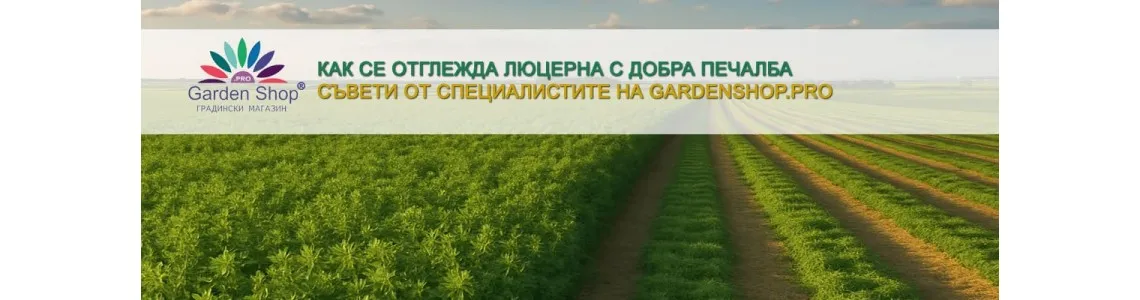 Как се отглежда люцерна с добра печалба