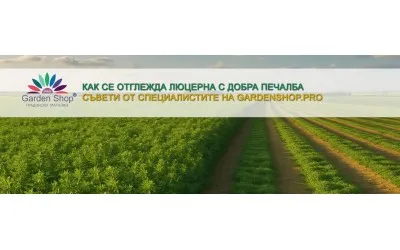 Как се отглежда люцерна с добра печалба