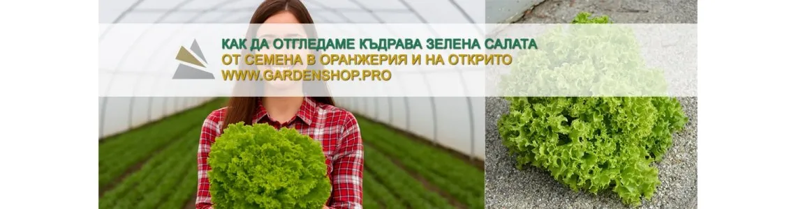 Как да отгледаме къдрава зелена салата Лоло Бионда – свежест, енергия и италиански чар във вашата градина
