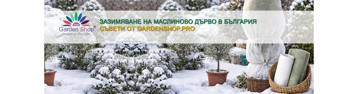 Зазимяване на маслиново дърво в България - практични съвети