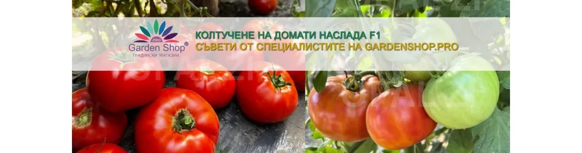 Колтучене на домати Наслада F1 - пълно практическо ръководство