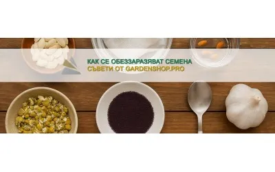 Как се обеззаразяват семена?