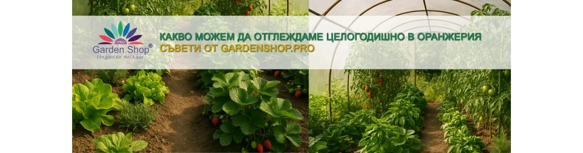 Какво можем да отглеждаме целогодишно в оранжерия?