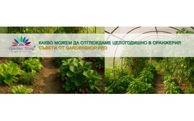 Какво можем да отглеждаме целогодишно в оранжерия?