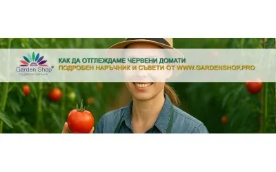 Как да отглеждаме червени домати - подробен наръчник