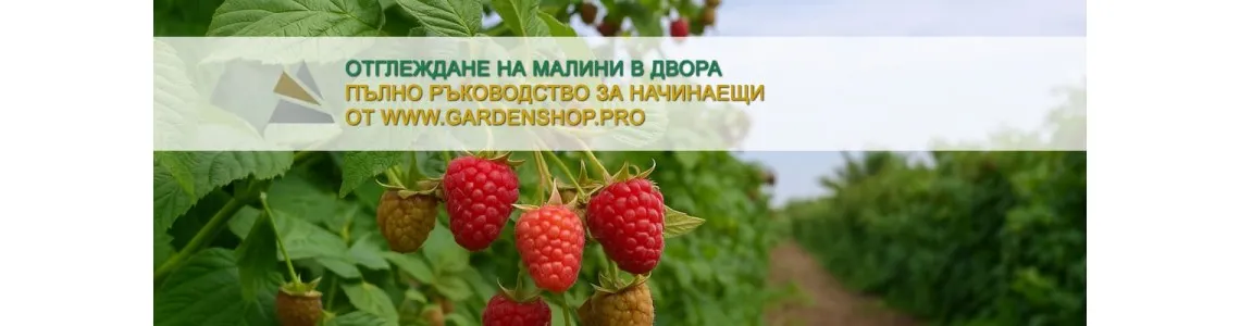 Отглеждане на малини в двора - Пълно ръководство за начинаещи