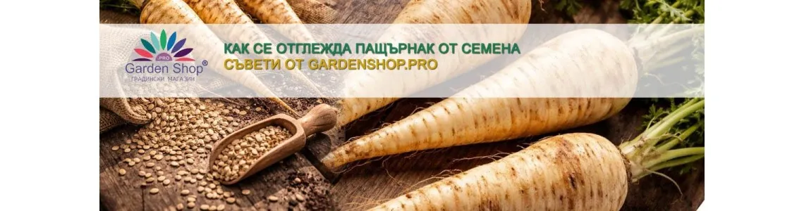 Как се отглежда Пащърнак от семена