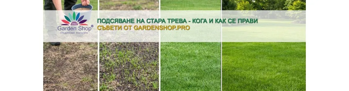 Подсяване на стара трева - кога и как се прави