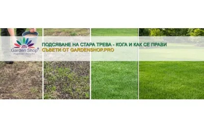 Подсяване на стара трева - кога и как се прави