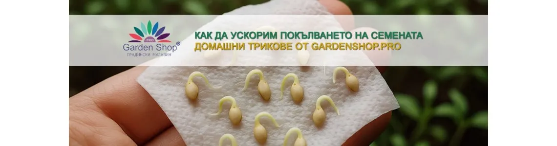 Как да ускорим покълването на семена – домашни трикове