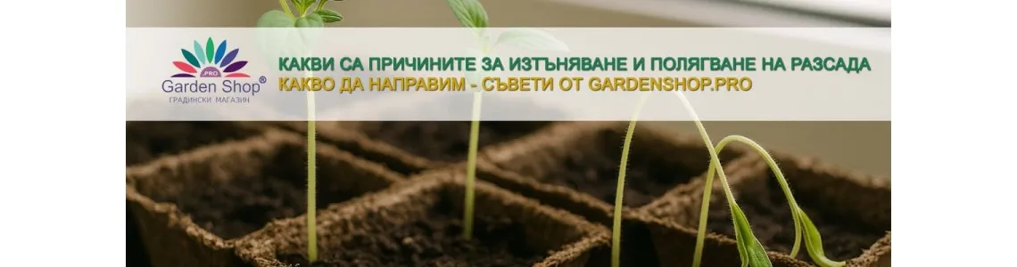 Какви са причините за изтъняване и полягане на разсада и какво да направим?