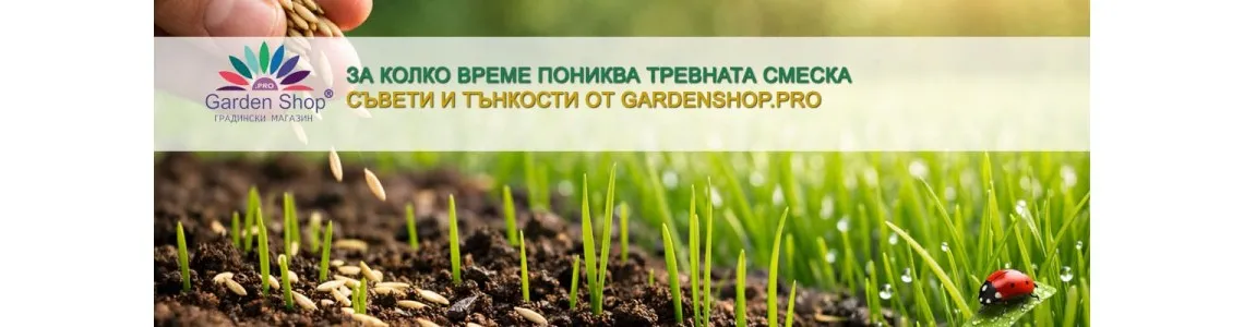 За колко дни пониква тревната смеска и защо понякога „се бави“