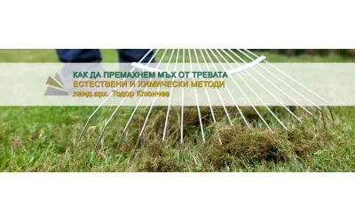 Как да премахнем мъх от тревата – естествени и химически решения?