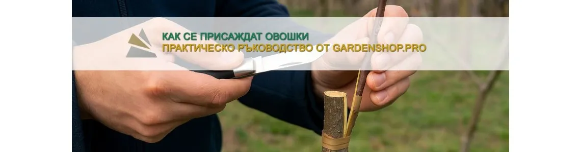 Как се присаждат овошки: Практическо ръководство