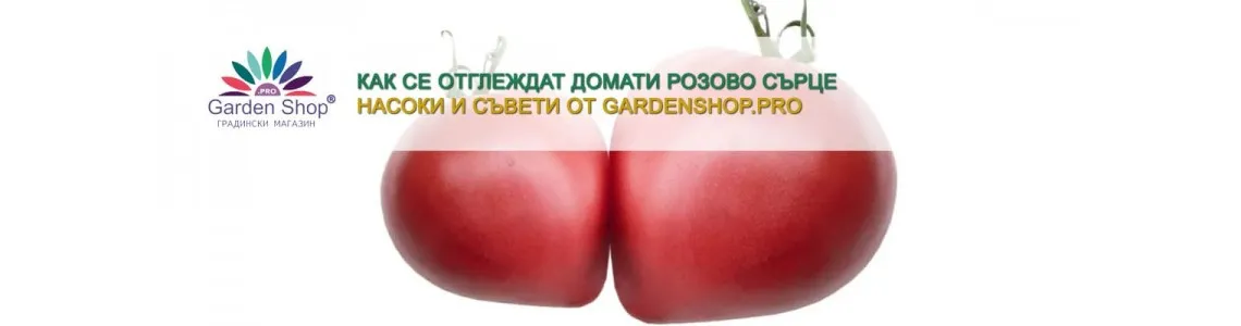 Как се отглеждат домати Розово сърце