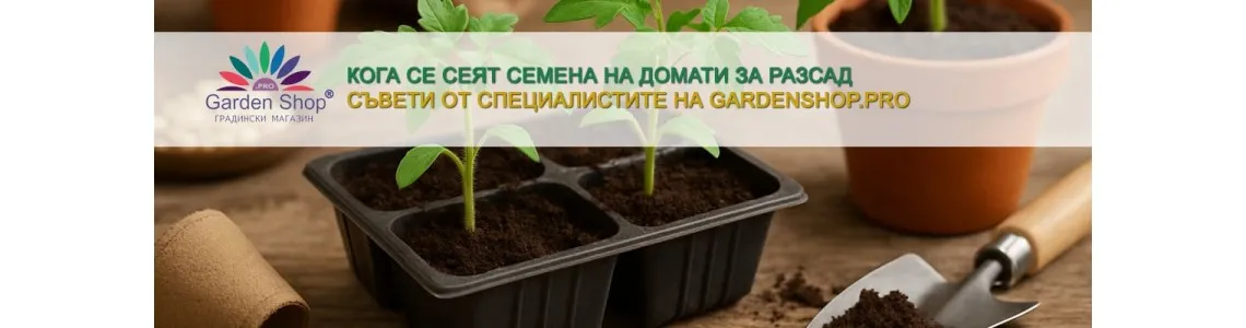 Кога се сеят семена на домати за разсад