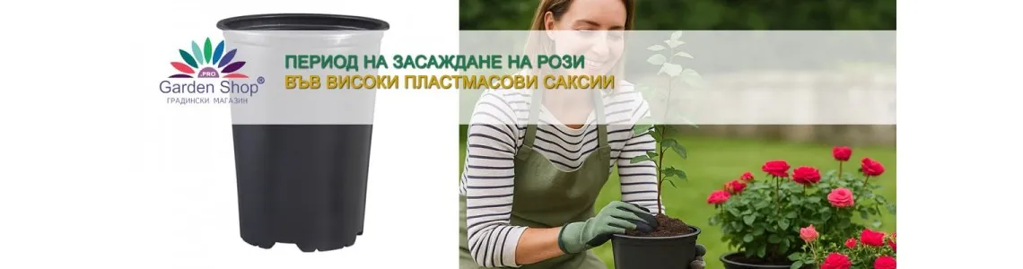 Период на засаждане на Рози във високи пластмасови саксии