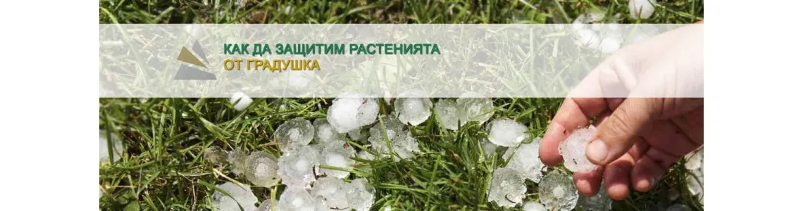 Как да защитим растенията от градушка?