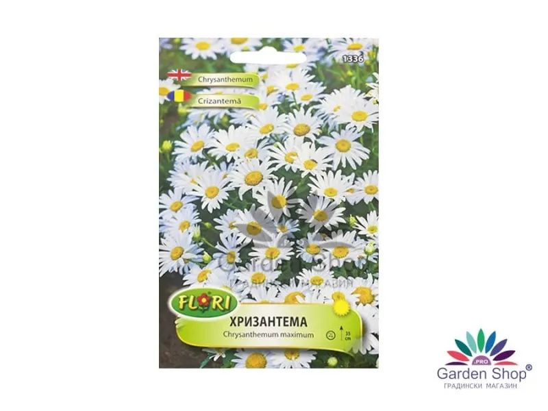 Семена на цвете бяла Хризантема (Маргаритка, Chrysanthemum maximum)