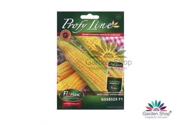 Семена на царевица GSS8529 F1 Syngenta – мощен хибрид за основния сезон с впечатляващ кочан