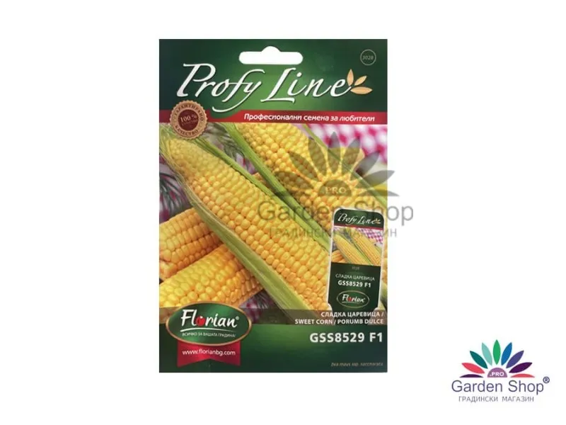 Семена на царевица GSS8529 F1 Syngenta – мощен хибрид за основния сезон с впечатляващ кочан