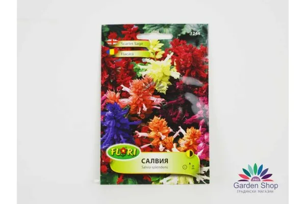 Семена на Пламъче (Salvia splendens) - микс от интересни цветове представени от Севън Сийдс