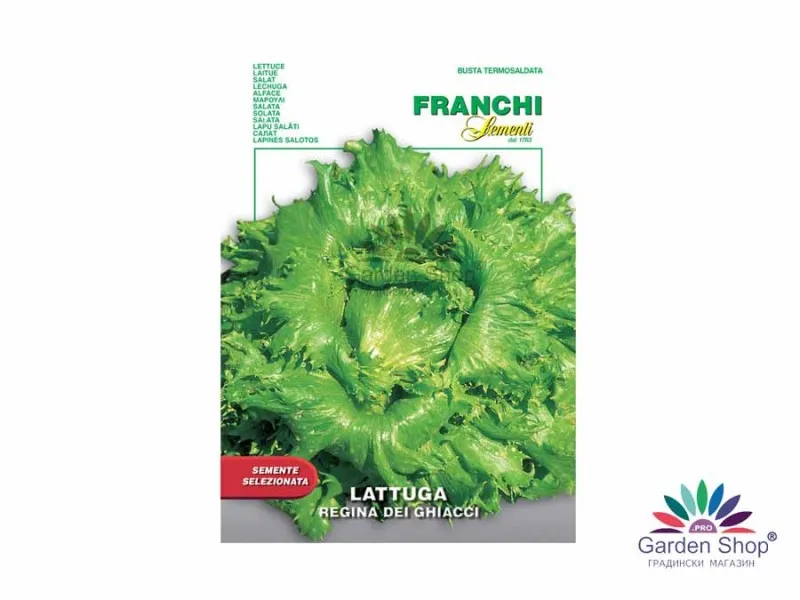 Семена на Айсберг маруля (салата) Айс Куин (Ice Queen, Lactuca sativa Regina dei ghiacci)