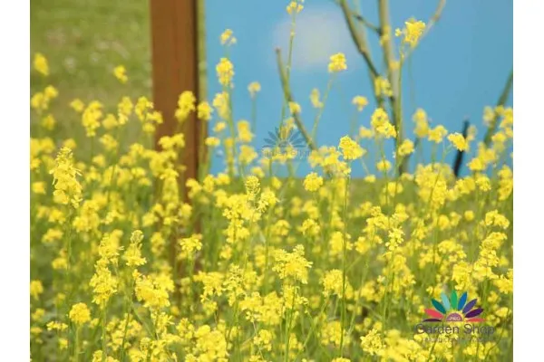 Семена на бял синап Brassica Sinapis alba представени от Севън Сийдс