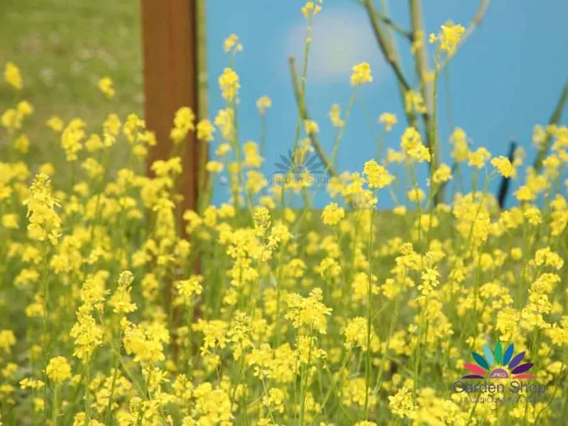 Семена на бял синап Brassica Sinapis alba