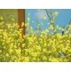 Семена на бял синап Brassica Sinapis alba